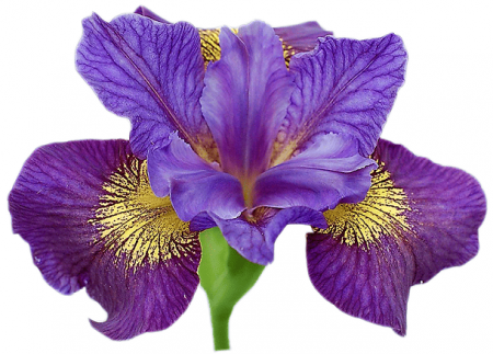 Молд силиконовый (вайнер) лепесток Ириса большой, комплект 2 шт (80•50 мм) fsl-049